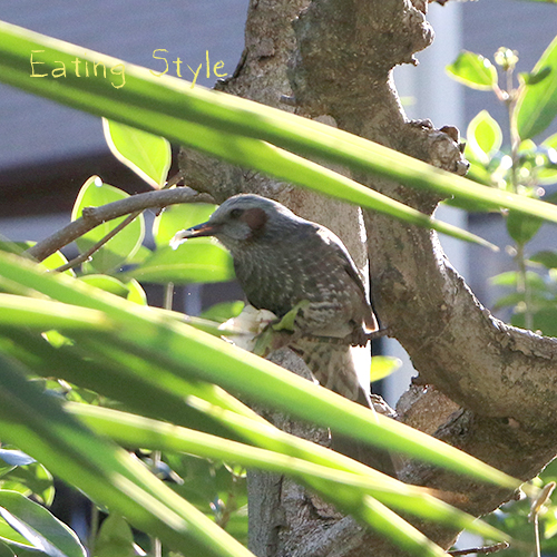 ヒヨドリさんは花や果実を食べます