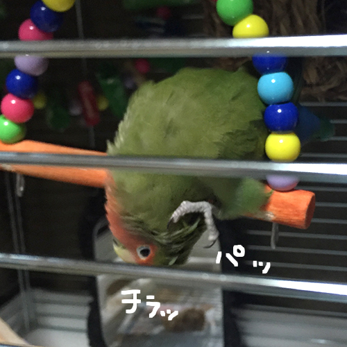 コザクラインコアポロのセルフかきかきその1