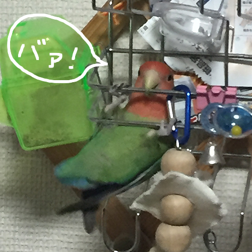 コザクラインコアポロにおちょくられる