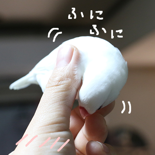 マシュマロではありません。白文鳥チョコです。