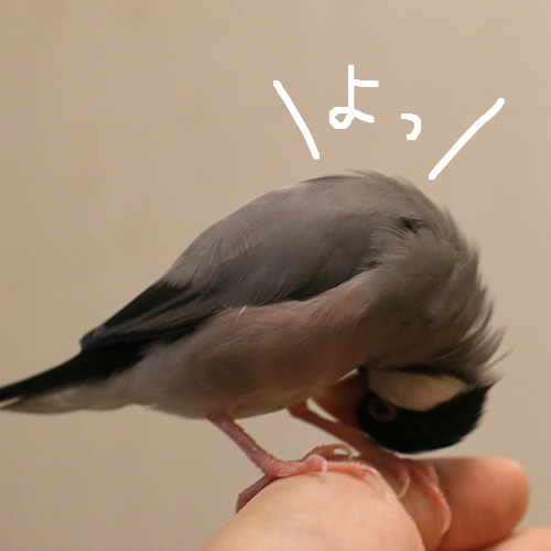 桜文鳥ピノの羽繕いその2