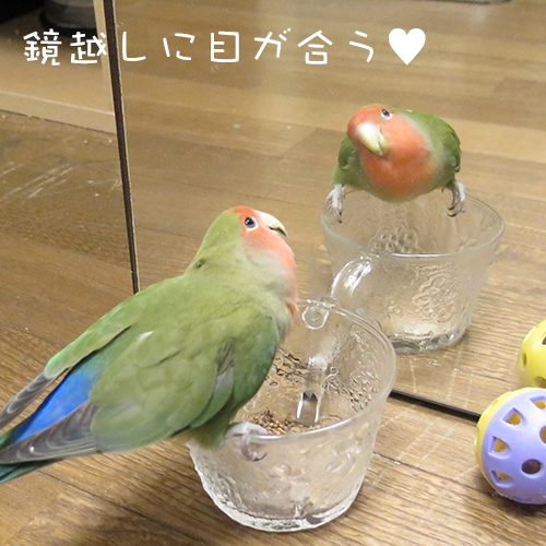 コザクラインコのアポロは好奇心旺盛