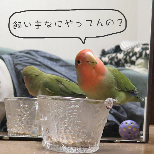 コザクラインコのアポロにしつこくしすぎて・・・