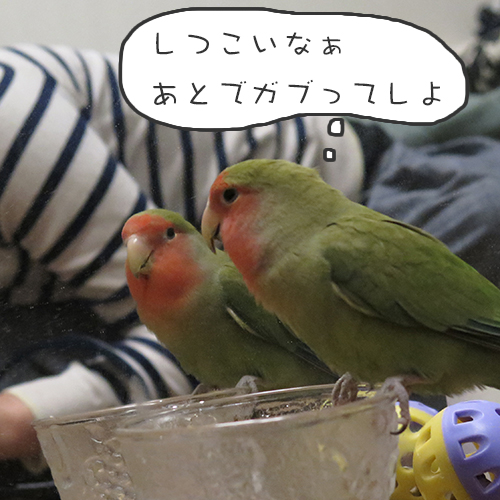 コザクラインコのアポロにガブされる直前