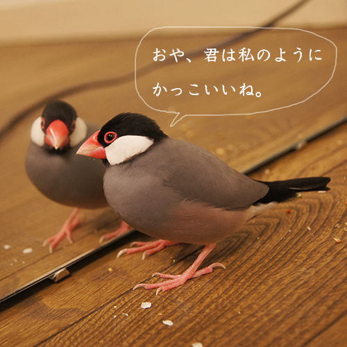 桜文鳥ピノはナルシストかもしれません