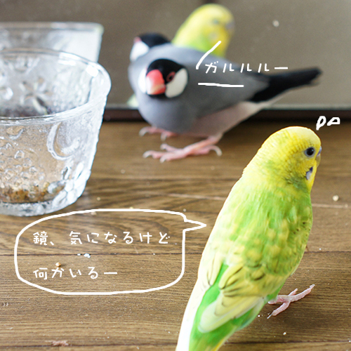 セキセイインコのチロルはビビリです