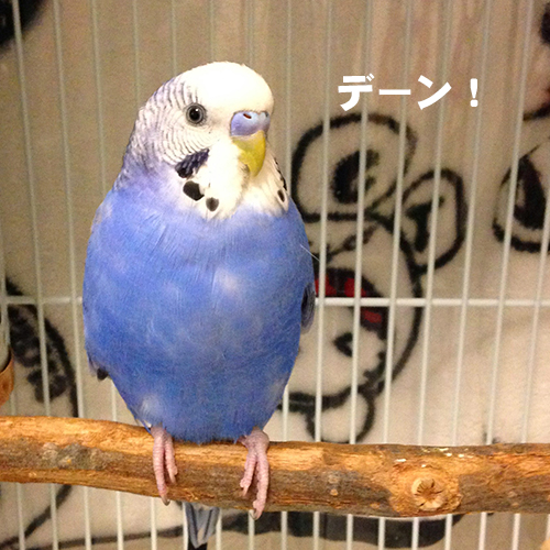 セキセイインコ　ムジカの子ども時代2