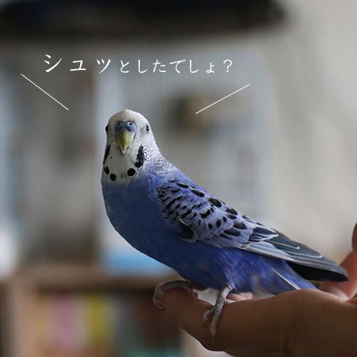 セキセイインコ　ムジカが大人になりました