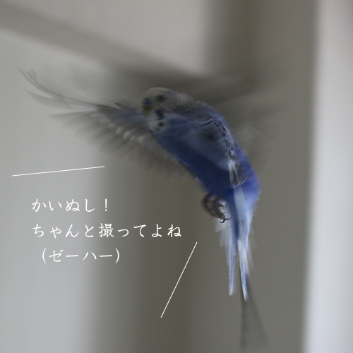 セキセイインコ　ムジカ、飛ぶのもちょっとうまくなりました