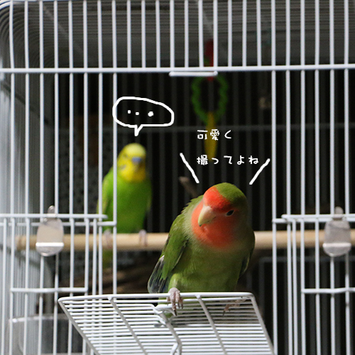 セキセイインコのチロルはビビって動けません