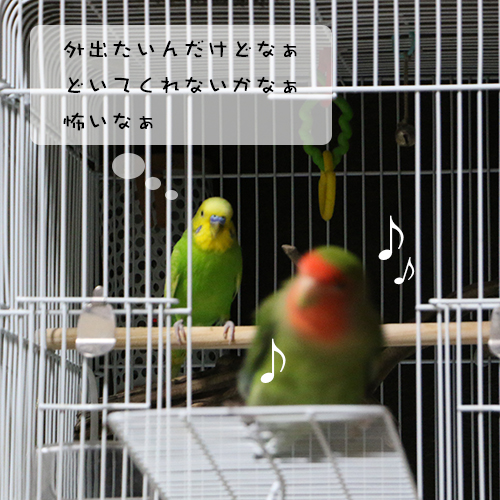 セキセイインコのチロルは、まだ動けません