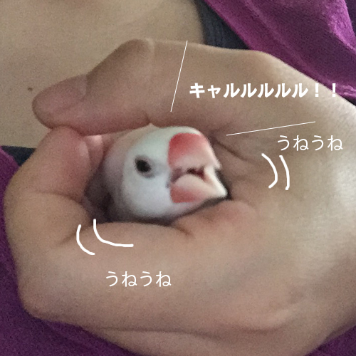 怒れる白文鳥チョコ