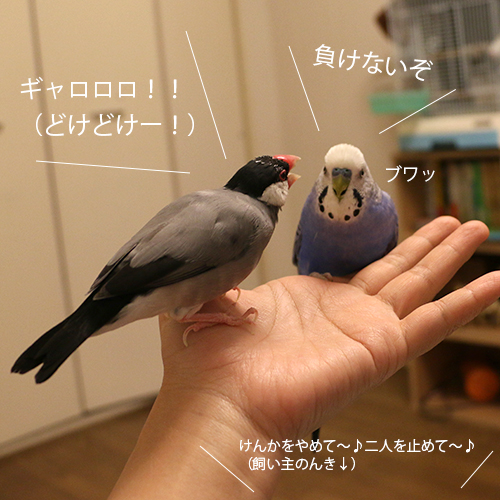 桜文鳥ピノとセキセイインコムジカのバトル