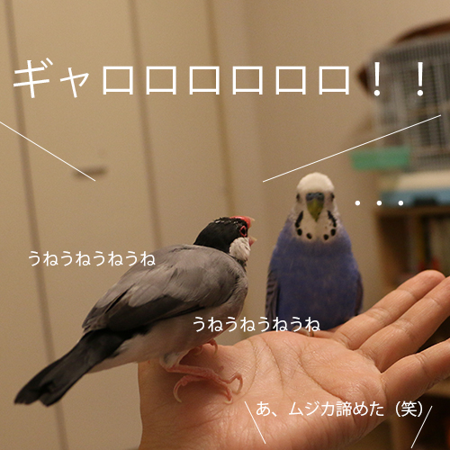 桜文鳥ピノの勝ち