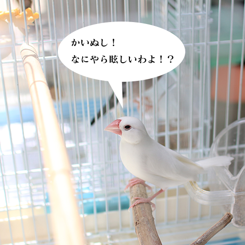 白文鳥チョコ、日光浴のことを忘れています