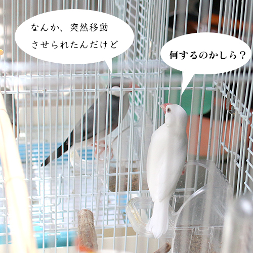 なにすんの？と文鳥ズ