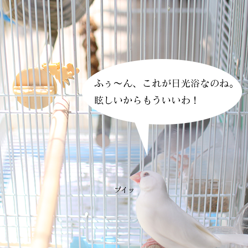 白文鳥のチョコは、日焼けにも気を使います