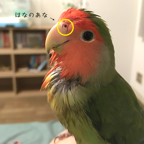 鼻の穴丸見えインコ