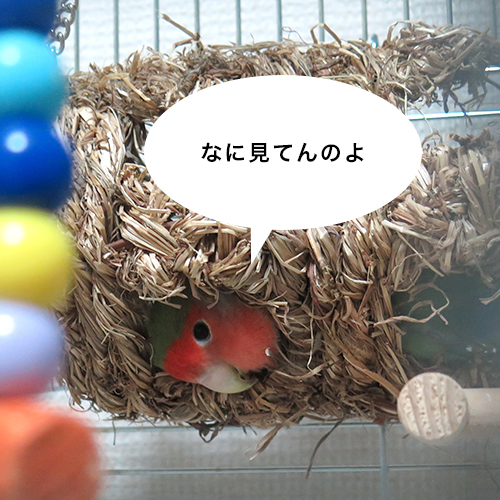 コザクラインコの寝相が変03