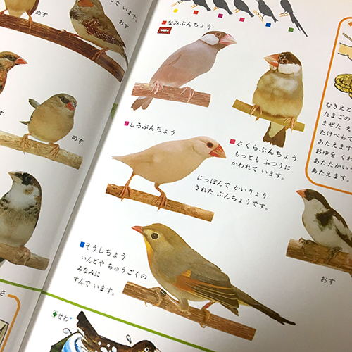 もちろん文鳥も！