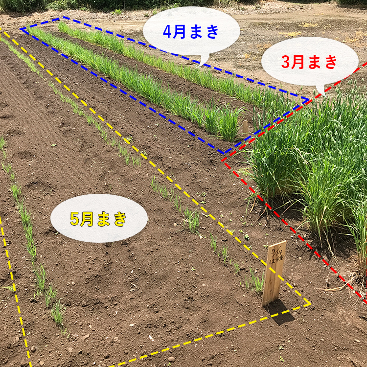 時期をずらして播種