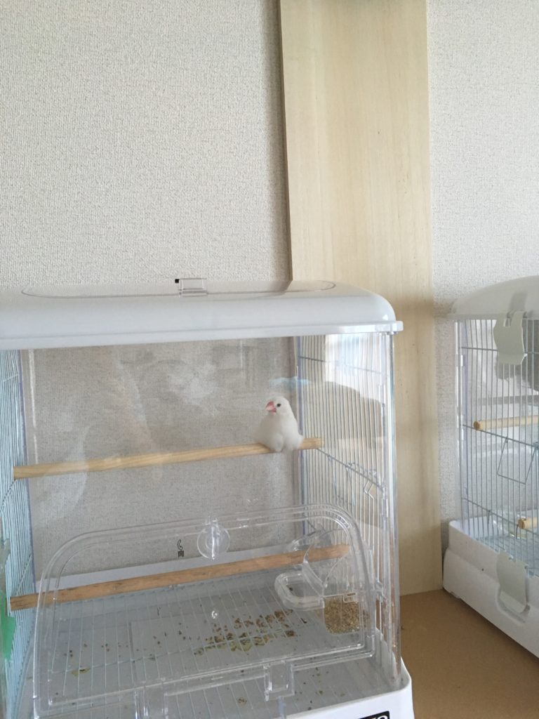 もっちり白文鳥