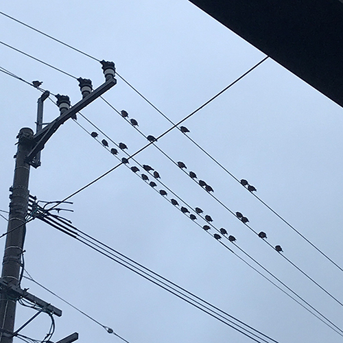 雨で寒そうなムクドリたち