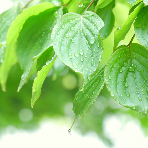 もうすぐ梅雨