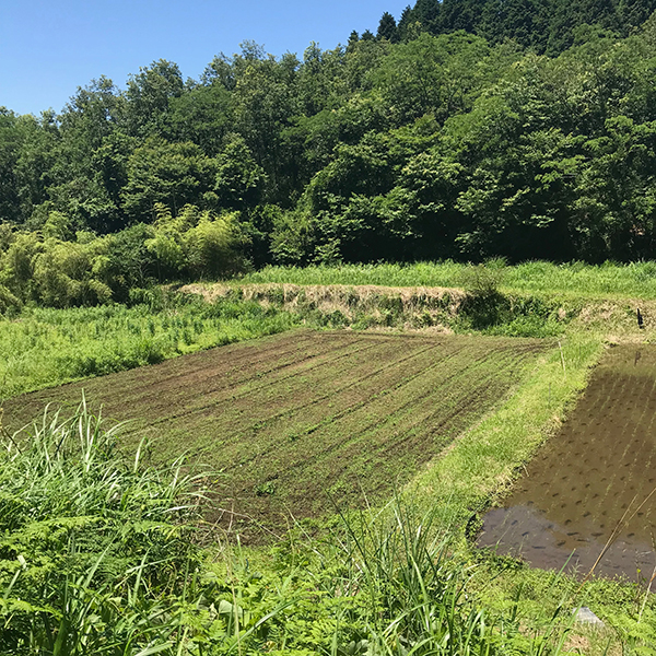 広ーい畑は全部で1町歩