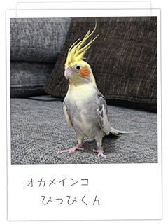 オカメインコ ぴっぴくん