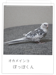 オカメインコ ぽっぽくん