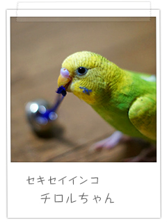 セキセイインコ チロルちゃん