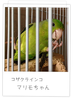 コザクラインコ マリモちゃん