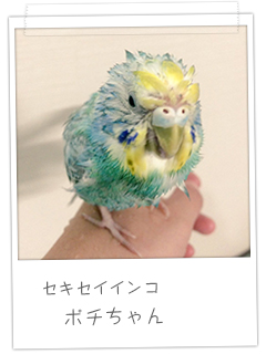 セキセイインコ ポチちゃん