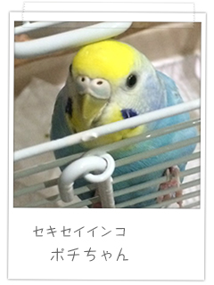 セキセイインコ ポチちゃん