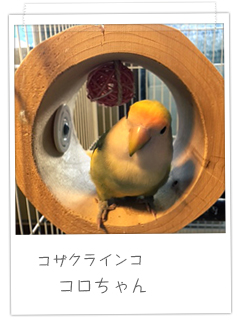 コザクラインコ コロちゃん