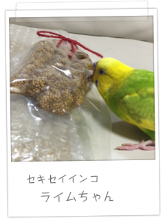 セキセイインコ ライムちゃん