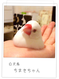 白文鳥　ちまきちゃん