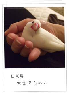 白文鳥　ちまきちゃん