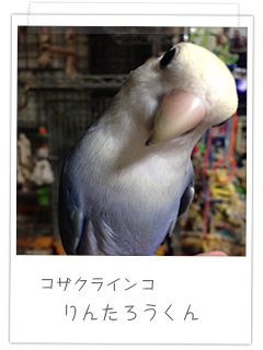 コザクラインコ りんたろうくん