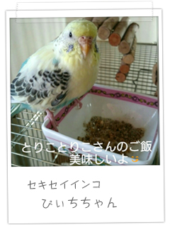 セキセイインコ　ぴぃちちゃん