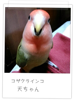 コザクラインコ　天ちゃん