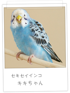 セキセイインコ　キキちゃん