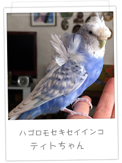 ハゴロモセキセイインコ　ティトちゃん