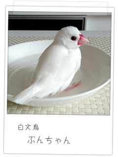 白文鳥　ぶんちゃん