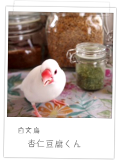 白文鳥　杏仁豆腐くん