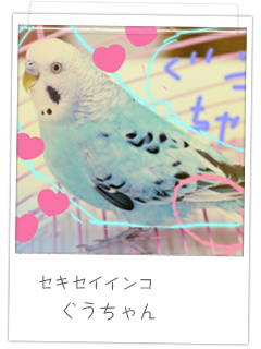 セキセイインコ　ぐうちゃん