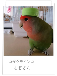 コザクラインコ むぎさん