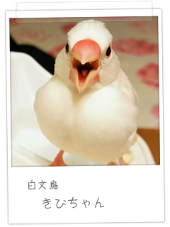 白文鳥　きびちゃん