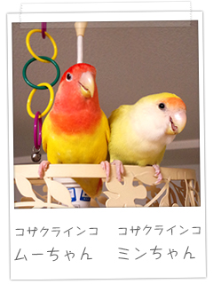 コザクラインコ　ムーちゃん、ミンちゃん